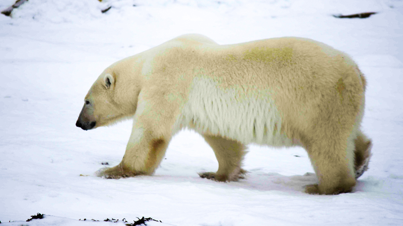 Illustration for article titled I Looked A Wild Polar Bear In The Eye